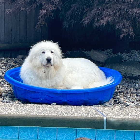 Meet your Posher, Mac - Picture 1 of 1